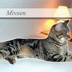 Blanding af racer Mivsen .. 