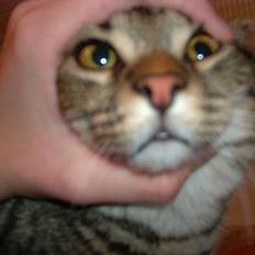 Blanding af racer Mivsen .. 