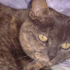 Blanding af racer Cleopatra