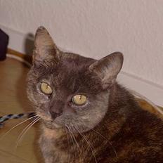 Blanding af racer Cleopatra