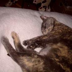 Blanding af racer Cleopatra