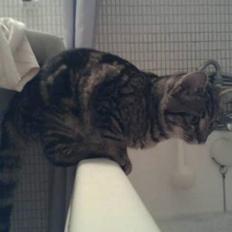 Blanding af racer Mivsen .. 