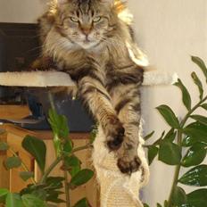 Maine Coon Ally R.I.P