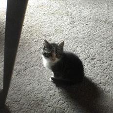 Blanding af racer Mille