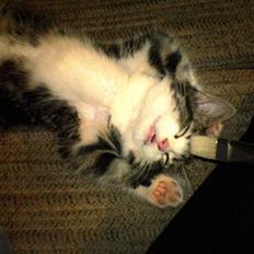 Blanding af racer Mille