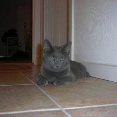 Russian Blue My (Død 29-1-06) 