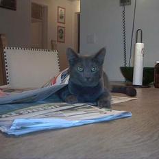 Russian Blue My (Død 29-1-06) 