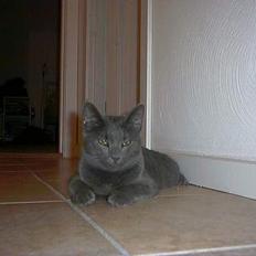 Russian Blue My (Død 29-1-06) 