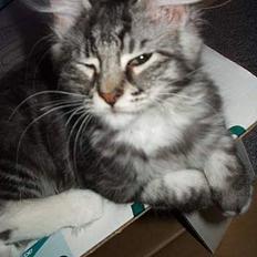 Norsk Skovkat Molly *Aflivet* :'( 