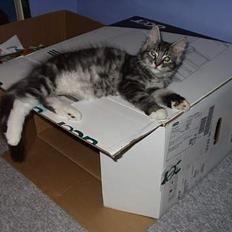 Norsk Skovkat Molly *Aflivet* :'( 