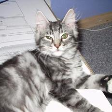 Norsk Skovkat Molly *Aflivet* :'( 