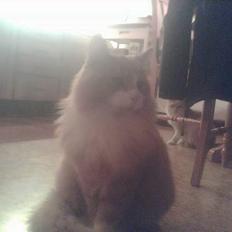 Norsk Skovkat Bølle