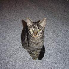 Blanding af racer malou