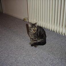 Blanding af racer malou