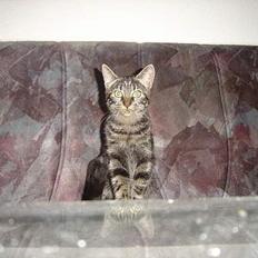 Blanding af racer malou