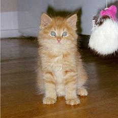 Maine Coon Tot