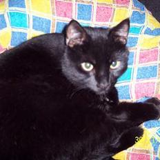 Blanding af racer Sofus