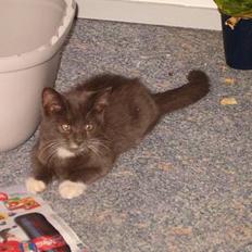 Blanding af racer muffe