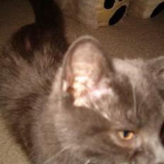 Blanding af racer muffe