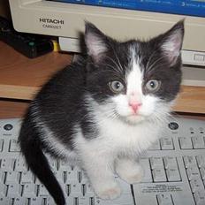 Blanding af racer Player