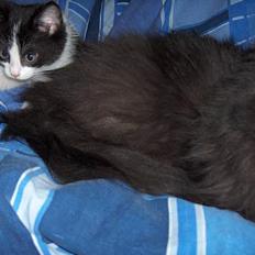 Blanding af racer Player