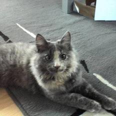 Norsk Skovkat Tikki  *Forsvundet* :o(