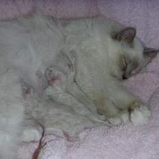 Hellig Birma Kiwi von Sivebæk