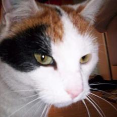 Blanding af racer Penny (aflivet)