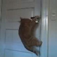 Blanding af racer Nalle 