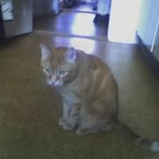 Blanding af racer Nalle 