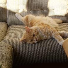 Maine Coon Shelly Long