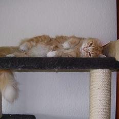 Maine Coon Tamora Pierce