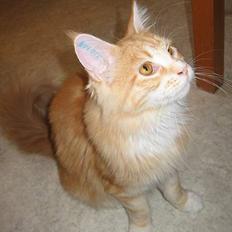 Maine Coon Tamora Pierce