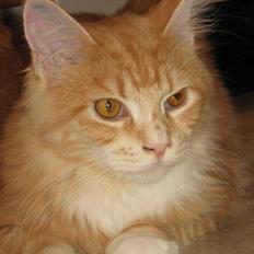 Maine Coon Tamora Pierce