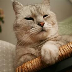 British Shorthair Miver