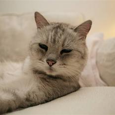 British Shorthair Miver