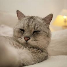 British Shorthair Miver