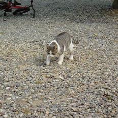 Blanding af racer Mille