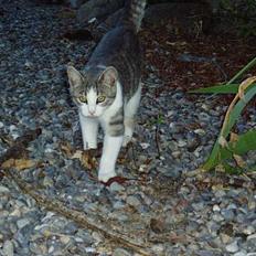 Blanding af racer Mille