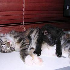 Blanding af racer Mercedes