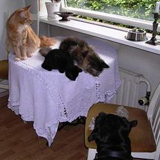 Blanding af racer Mercedes