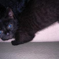 Blanding af racer Mercedes