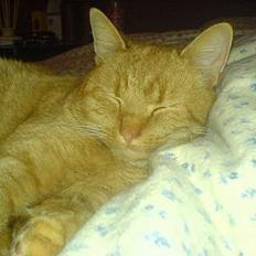 Blanding af racer barcadi