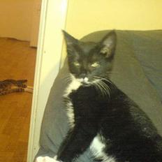 Blanding af racer tulle