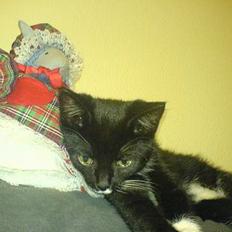 Blanding af racer tulle