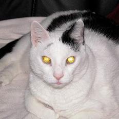 Blanding af racer Leia