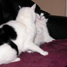 Blanding af racer Leia