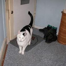 Blanding af racer Leia