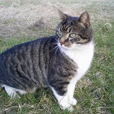 Blanding af racer Lady