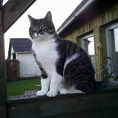 Blanding af racer Lady